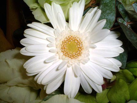 ガーベラ(Gerbera)【かぎけんWEB】