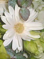 10���̉� �u�[�P