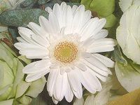 �K�[�x��(Gerbera)