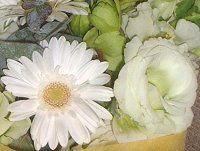 �t�����[�u�[�P