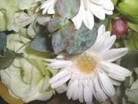 10���̉� �u�[�P