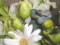 �t�����[�u�[�P