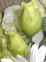 10���̉� �u�[�P