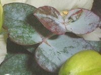 �g���R�M�L���E(�y���Ëj�[)