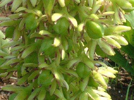 pCibv[(Pineapple lily)