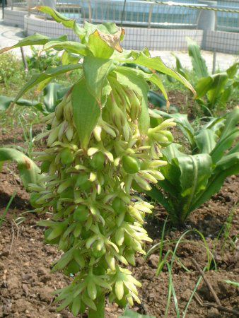 pCibv[(Pineapple lily)