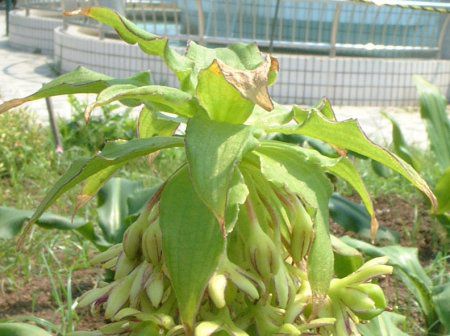 pCibv[(Pineapple lily)