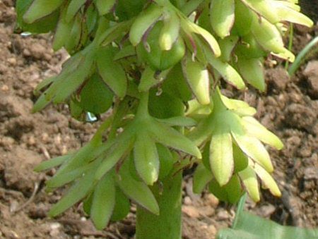 pCibv[(Pineapple lily)