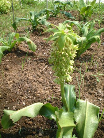 pCibv[(Pineapple lily)