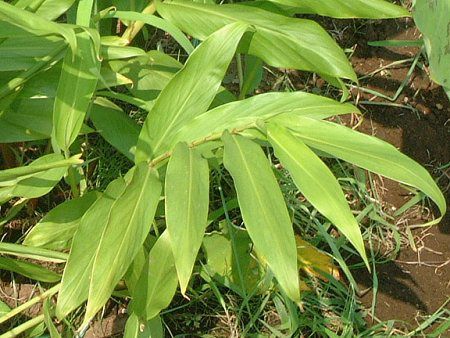 ショウガ 生姜 見てみたい 食用ショウガの花 かぎけんweb