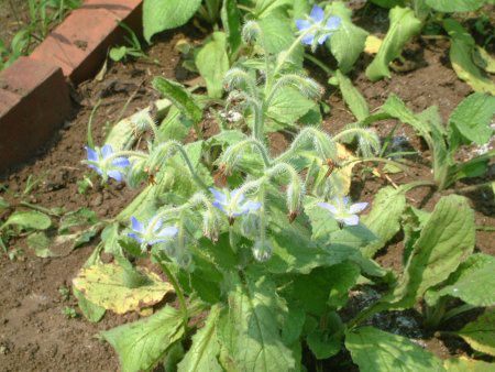 {W(Borage)