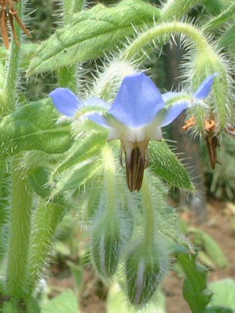 {W(Borage)
