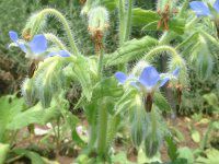 {W(Borage)