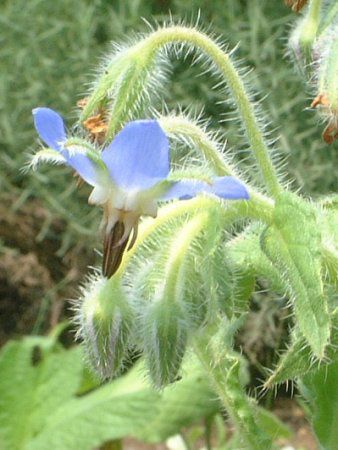 {W(Borage)