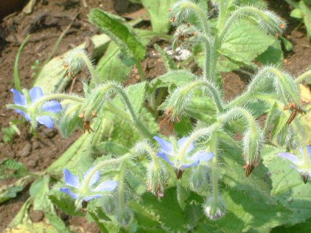 {W(Borage)