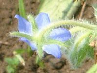 {W(Borage)