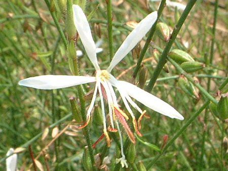 KE(Gaura)