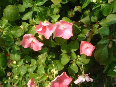 Cp`FX(Impatiens)