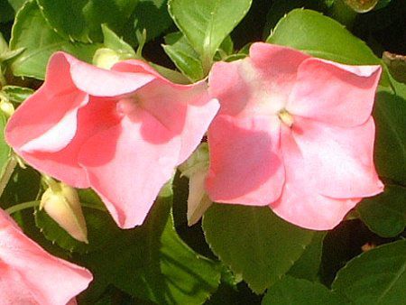 Cp`FX(Impatiens)
