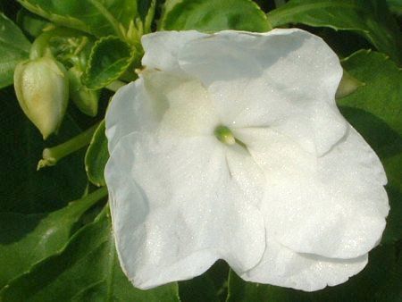 Cp`FX(Impatiens)
