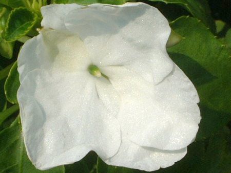 インパチェンス Impatiens かぎけんweb