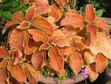 REX93(Coleus)