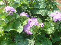 AQ^(Ageratum)