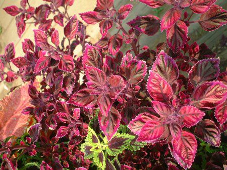 REX05(Coleus)