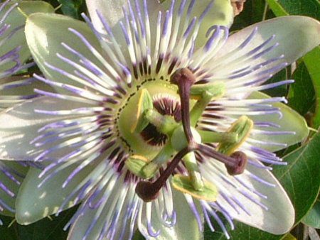 パッシフローラ カエルレア Passiflora Caerulea かぎけん