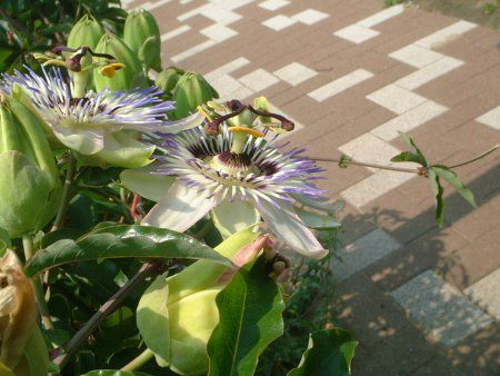 パッシフローラ カエルレア Passiflora Caerulea かぎけん