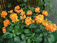 クロサンドラ(Crossandra)