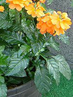 NTh(Crossandra)