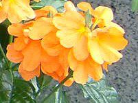 NbTh(Crossandra)