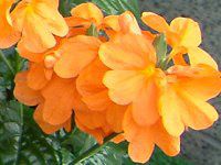 NTh(Crossandra)