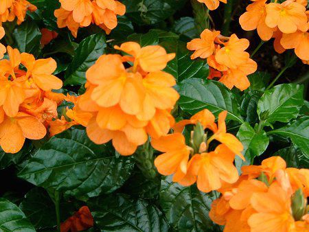 NTh(Crossandra)
