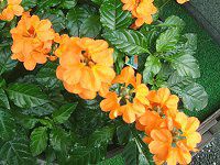 NTh(Crossandra)