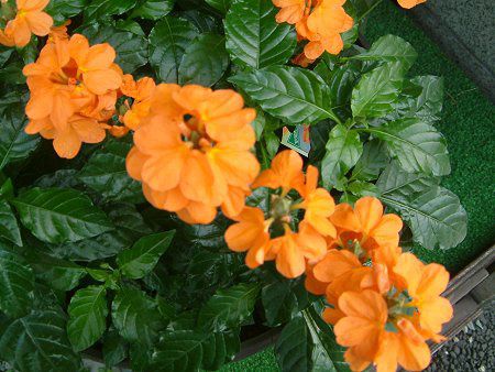 クロサンドラ Crossandra