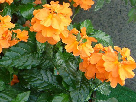 クロサンドラ Crossandra