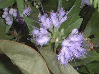 JIveXENhlVX(Caryopteris clandonensis)