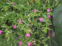 NtFAEqb\stHA(Cuphea hyssopifolia)