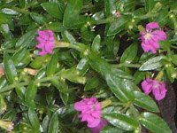 NtFAEqb\stHA(Cuphea hyssopifolia)