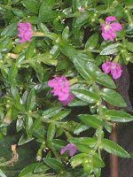 NtFAEqb\stHA(Cuphea hyssopifolia)