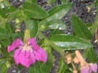 NtFAEqb\stHA(Cuphea hyssopifolia)