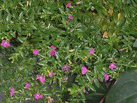 NtFAEqb\stHA(Cuphea hyssopifolia)