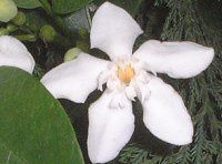 ZCCeBA(Ceylon wrightia)