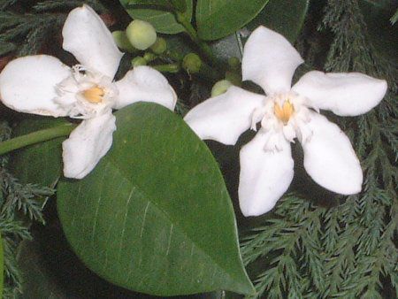 ZCCeBA(Ceylon wrightia)