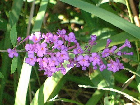 ubhA(Buddleja)