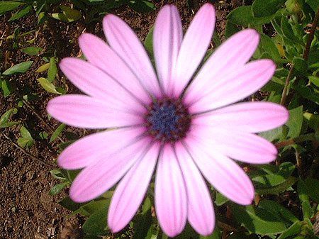 IXeIXy}(Osteospermum)