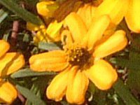 WjAElAX(Zinnia linearis)-yellow-spring