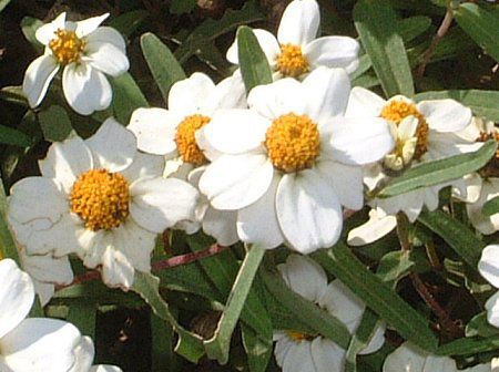 WjAElAXiZinnia linearisj